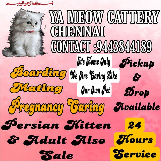 Boarding Cattery Kitten Around Cat Boarding Cat Boarding No Cage