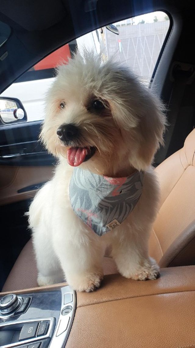 Pet Daycare in Downtown, Dubai , Dubai Your Pet Companion Daycare