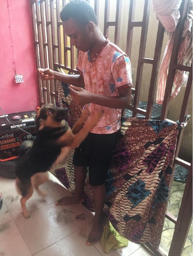 Dog Hotel Home Pet Boarding in Lagos , Ikotun Browns Boarding