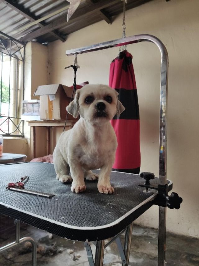 Paws Dog Boarding Small Paws Boarding Posh Paws Mobile Groomer