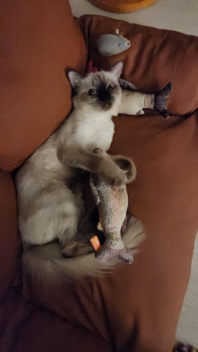 Pet Hotel Home Pet Boarding in Singapore, Yishun, S, Yishun Fyza Cats