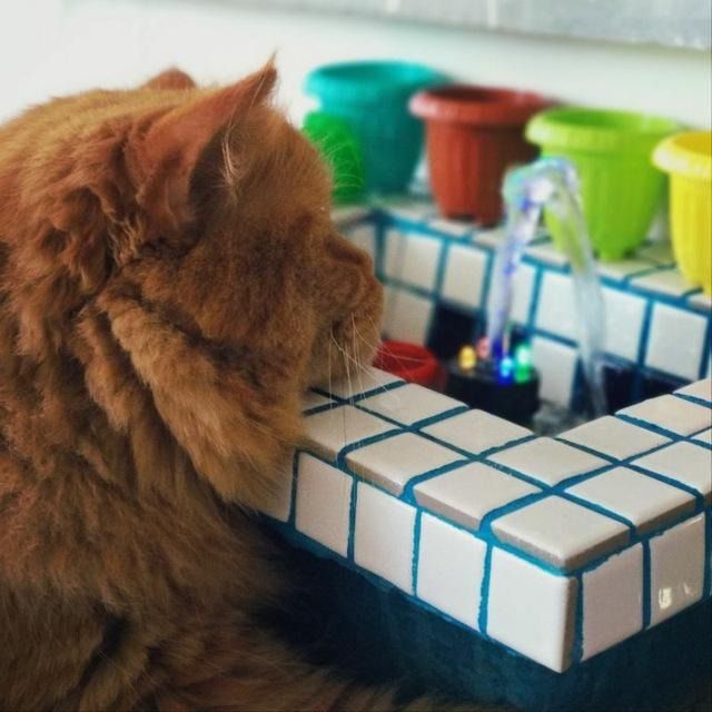 Pet Hotel Home Pet Boarding in Nad al hammar, Dubai Just Like Home 😌😻