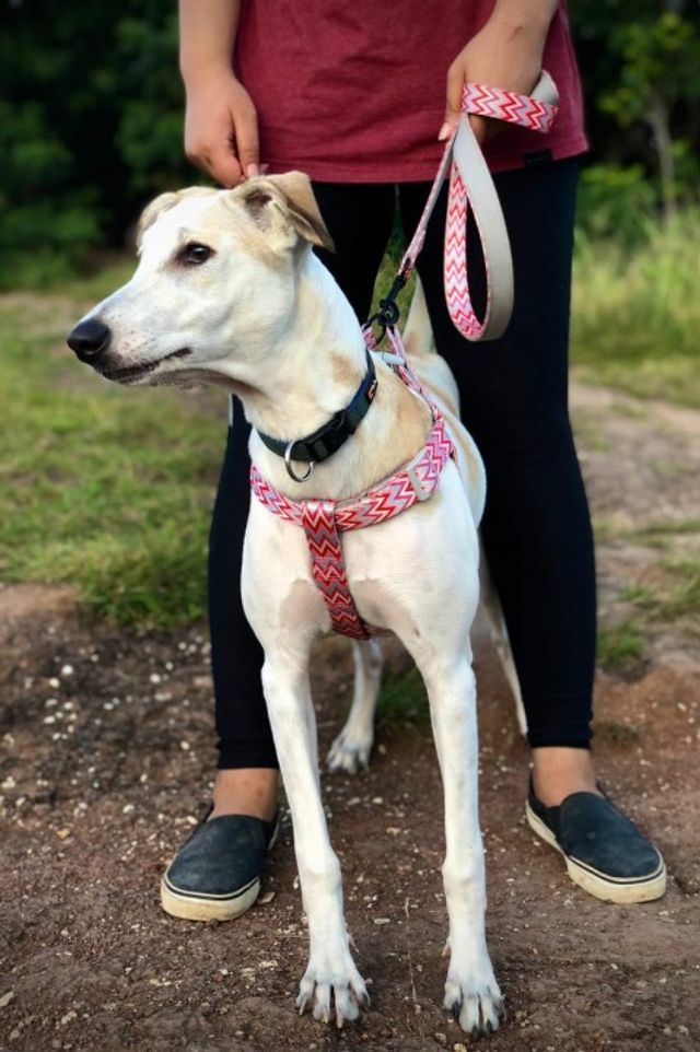 Canine Companions Trained Therapy Dogs For Adoption Top Trained