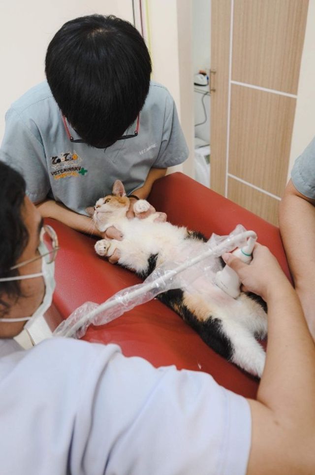 Training Exotic Veterinary Hospital Anderson Exotic Veterinary