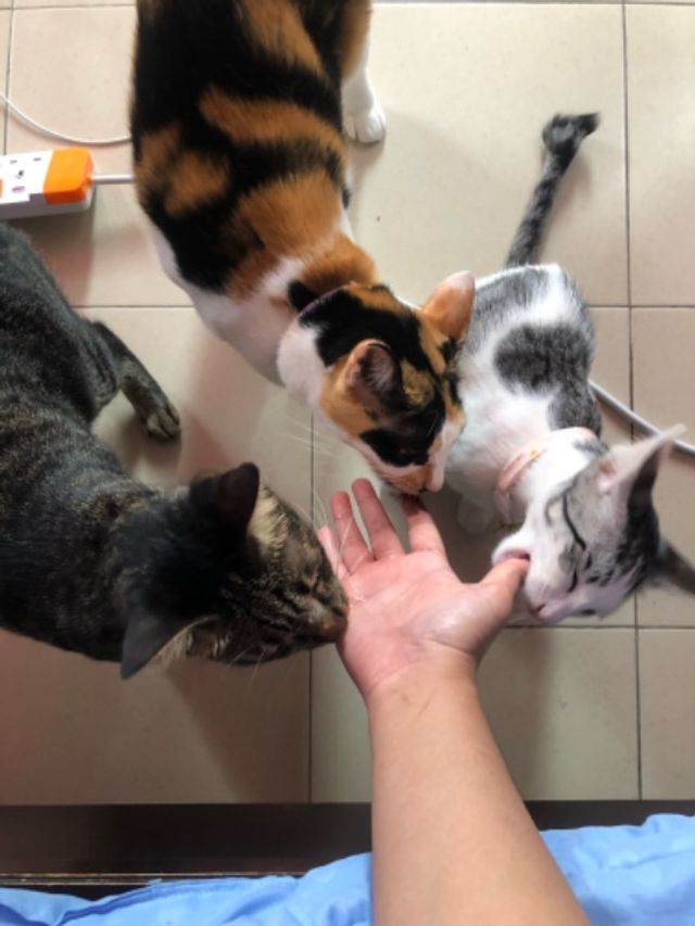 吉隆坡,吉隆坡,Setapak, Wangsa Maju的到府宠物保姆,定期上门照看 Shay’s Pet Service PetBacker