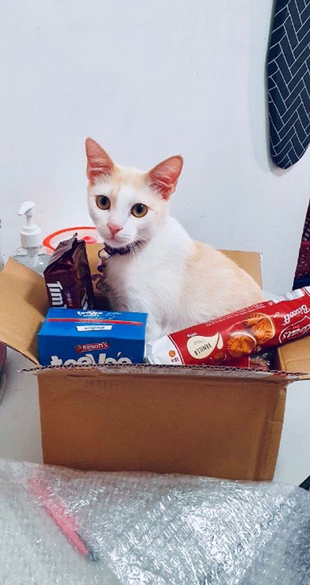 I vet petcare online kinrara