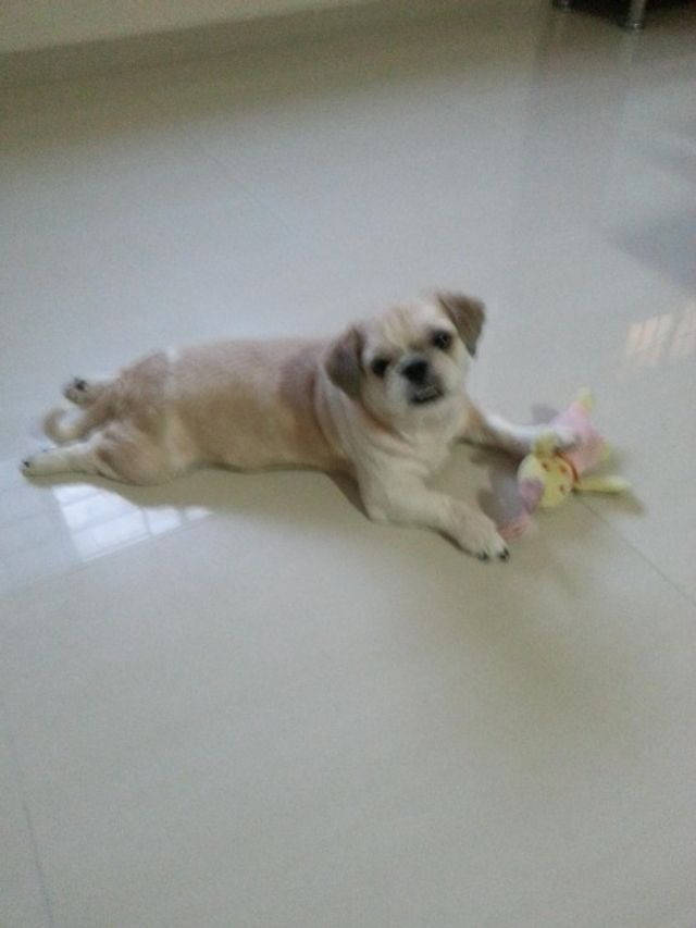 Pet Hotel Home Pet Boarding in North (yishun), Yishun Hong & Tracy