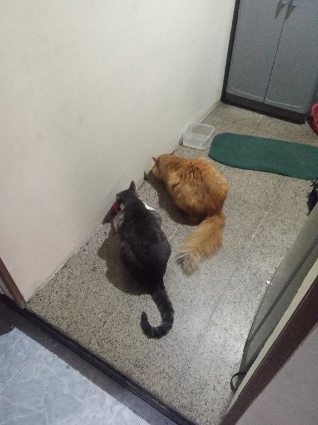 Pet Hotel Home Pet Boarding in JBR, Dubai Marina, J, Dubai Dubai