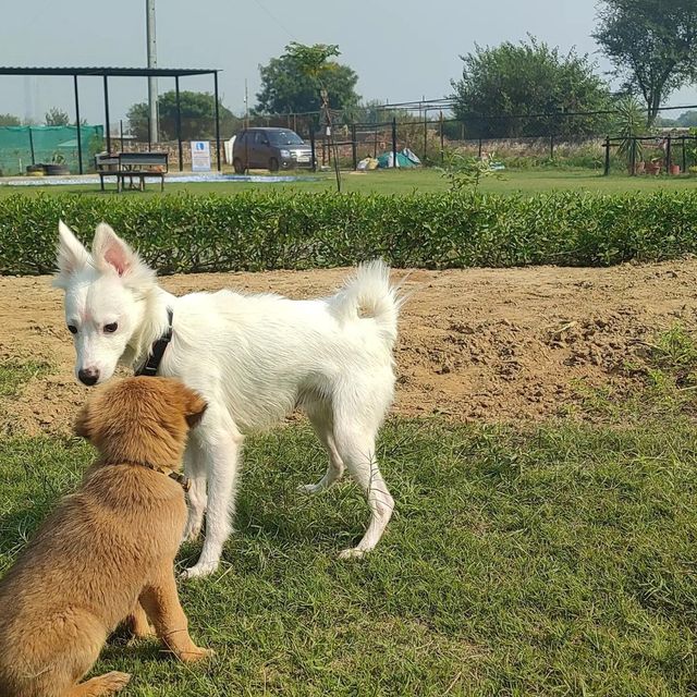 Pet Hotel Home Pet Boarding in Gurugram golf course, Gurugram