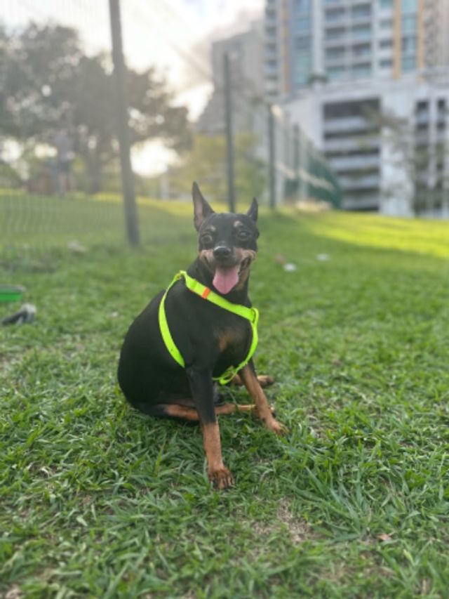 Pet Hotel Home Pet Boarding in San Francisco, calle, Panamá Hotel