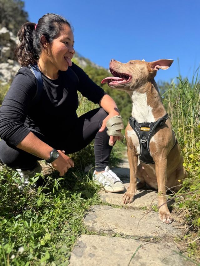 Veterinary Hospital St Lukes Pet Doctors Specialty Veterinarians