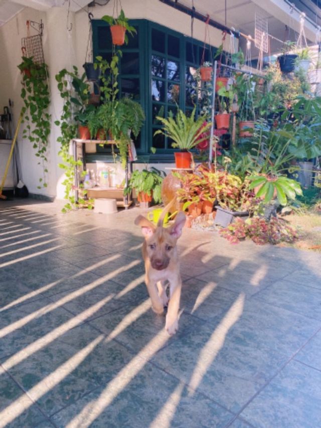 Pet Hotel Home Pet Boarding in Sri Hartamas, Desa H, KL Jean & Tella