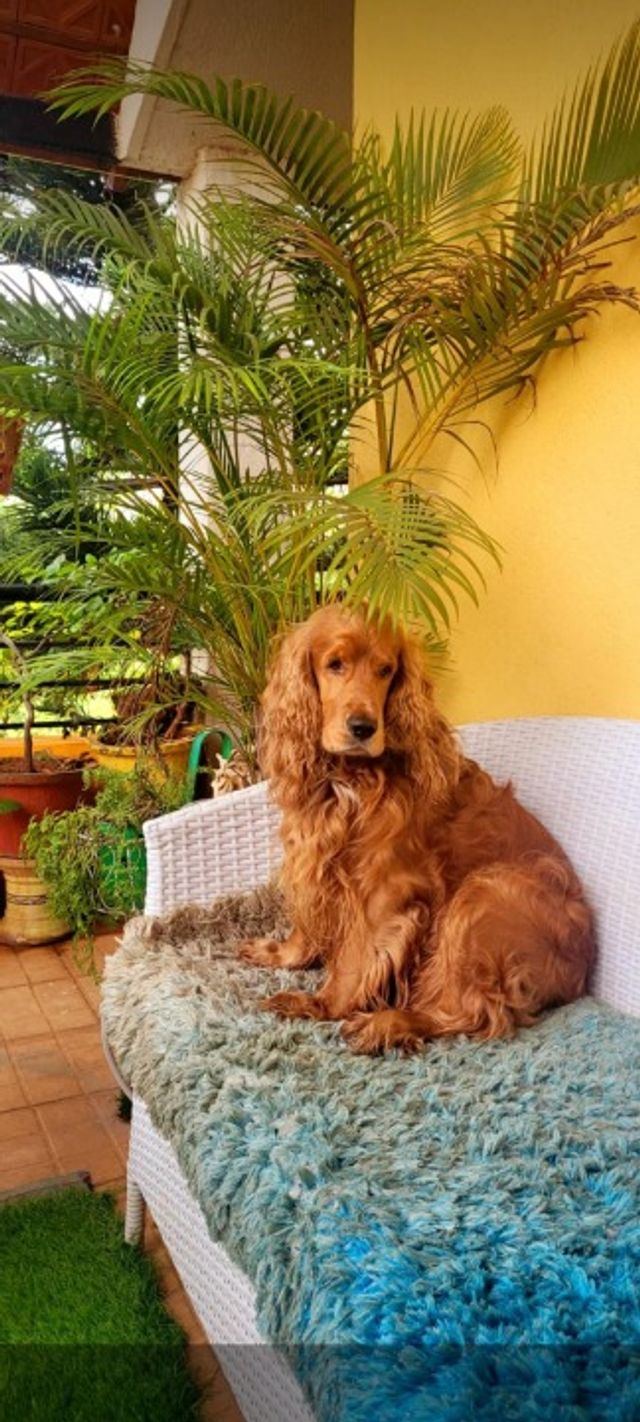 Pet Sitter in Marathahalli, kadugo, Bengaluru 'pawsome Haven Pet Care