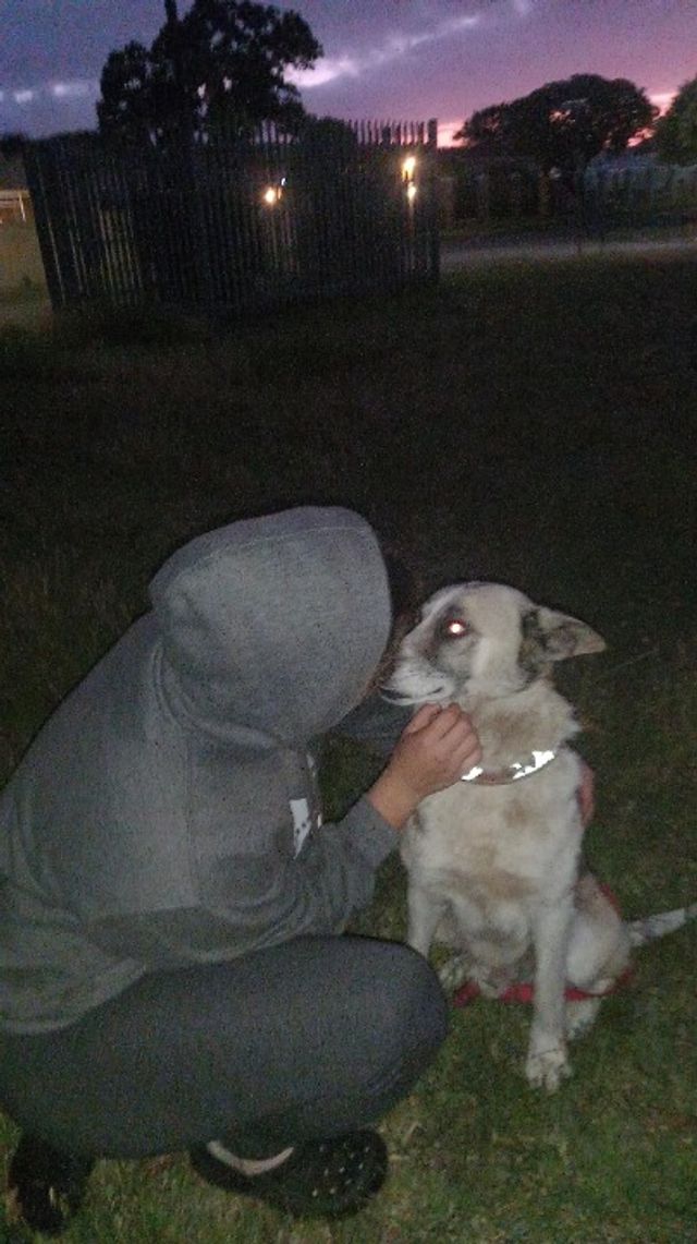 Pet Sitter in Milnerton , Cape tow, Cape Town Amazing Amels Sitting