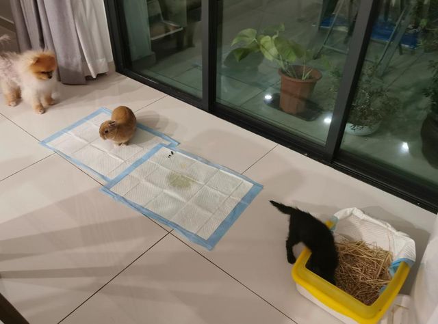 Pet Training in Tanjung Bungah Obedience Toilet Training