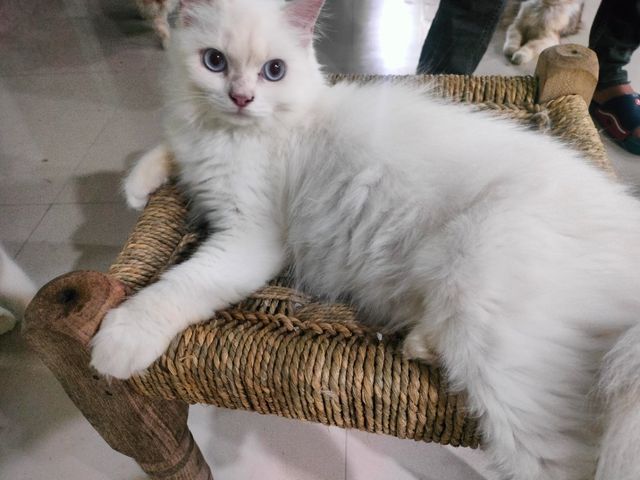 Pet Sitter in Cats Country, Near T, Hyderabad Cats Country