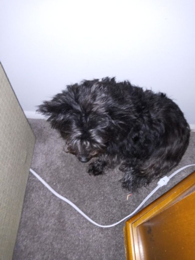 Pet Boarding in Wish Avenue, Van Nuys Van Nuys, Lake Balboa, San Fernando Valley CA