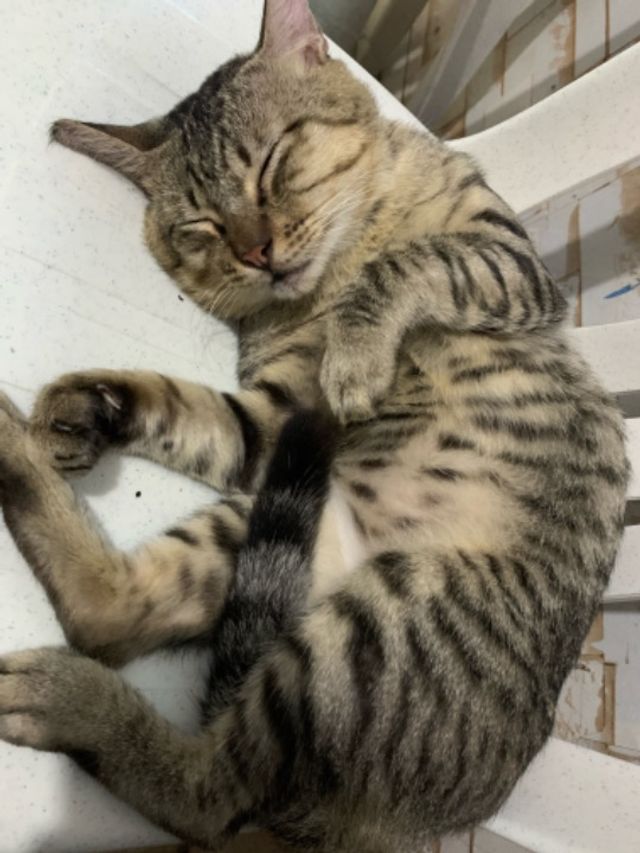 Pet Sitter in Quezon City, Batasan, Manila Manila Pet Service