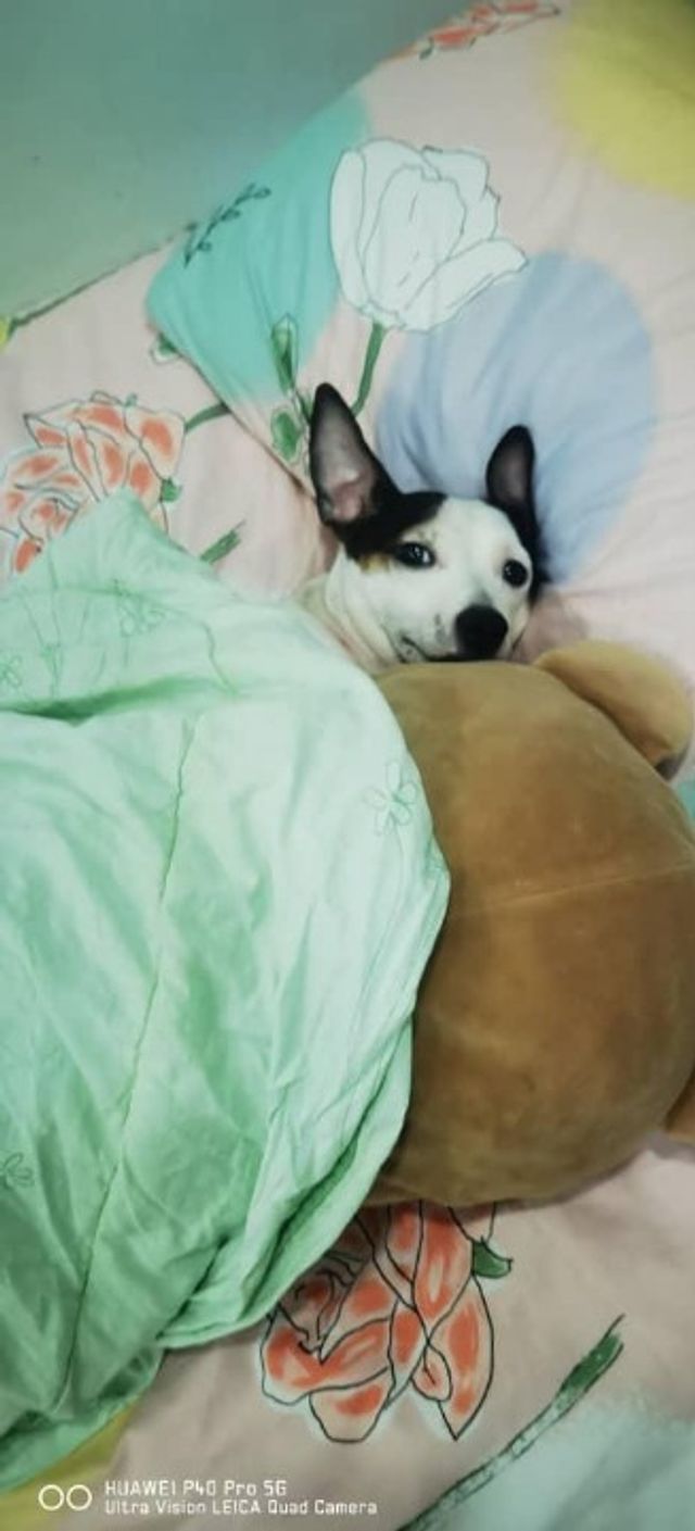 Pet Hotel Home Pet Boarding in Jalan Dutamas Raya, KL Chica House Pet