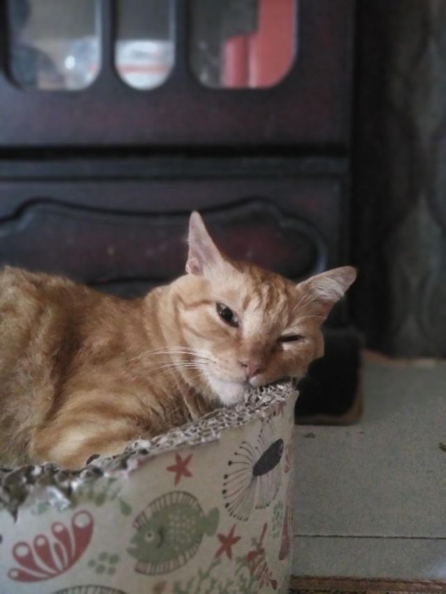 Pet Sitter in Setapak, Wangsa Maju, KL Azwa Petsitter PetBacker