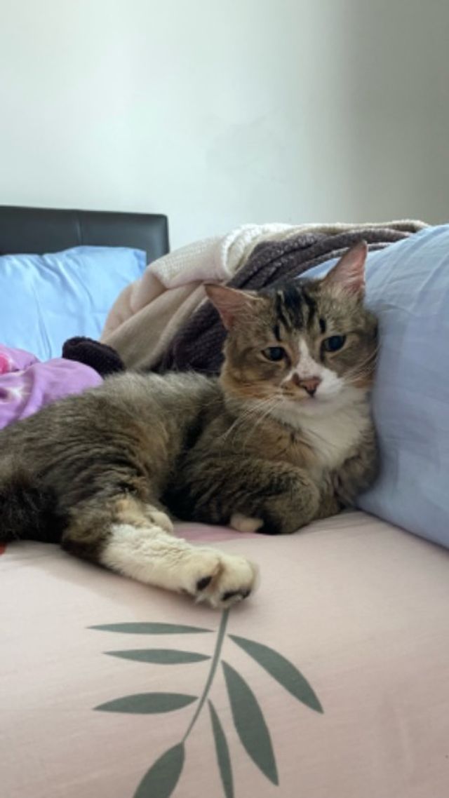 Icon city residenz T Best Pet Hotel Home Boarding Petaling Jaya