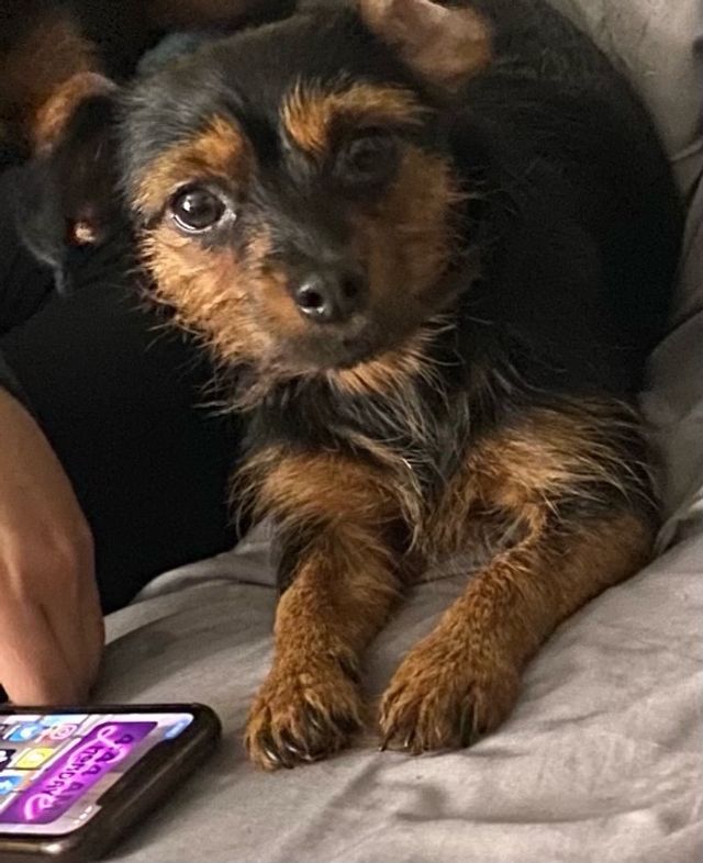 Pet Daycare in South Conway Road, Orlando Pet Daycare PetBacker Florida