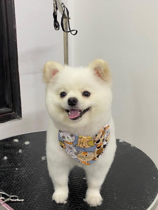 Pet Grooming in Ampang Selangor , Ampang Happy Tails PetBacker Selangor