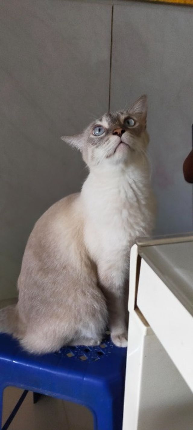 Pet Hotel Home Pet Boarding in *****, Jurong East Litas Pet Boarding