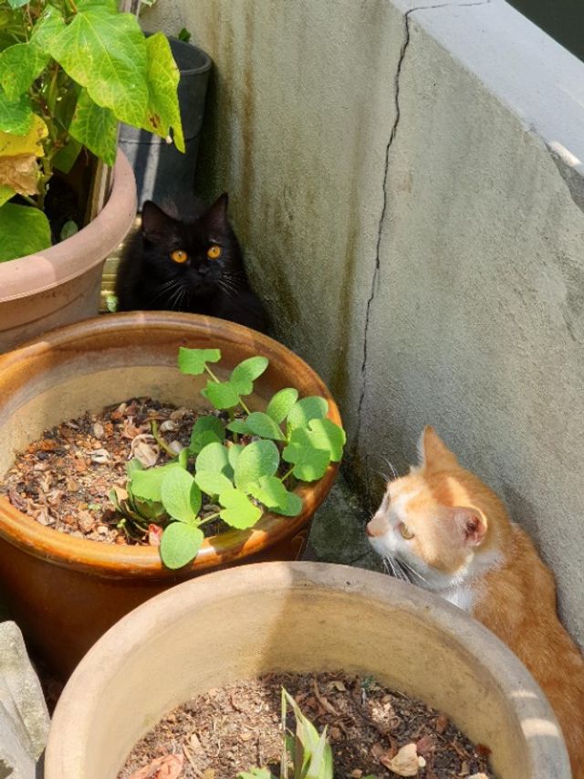 Pet Hotel Home Pet Boarding in Kota Damansara , Petaling Jaya Furry