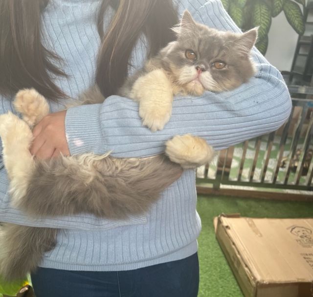 Pet Daycare in Near Arsenio Santos Calumpit Dear Neko Pet