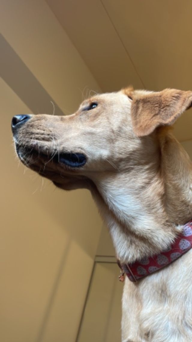 Pet Boarding in Durham, Oshawa Durham/oshawa Pert Sitter PetBacker