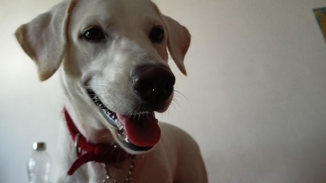 Pet Daycare in Redhills, Kolathur, Chennai Sara's Pets Day