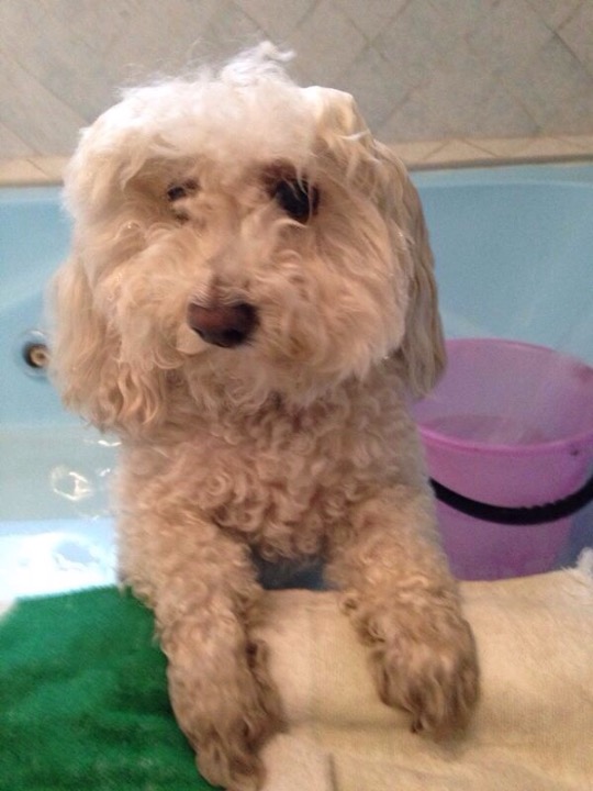 Pet Grooming in Amsterdam centrum , Amsterdam Mariana Grooming