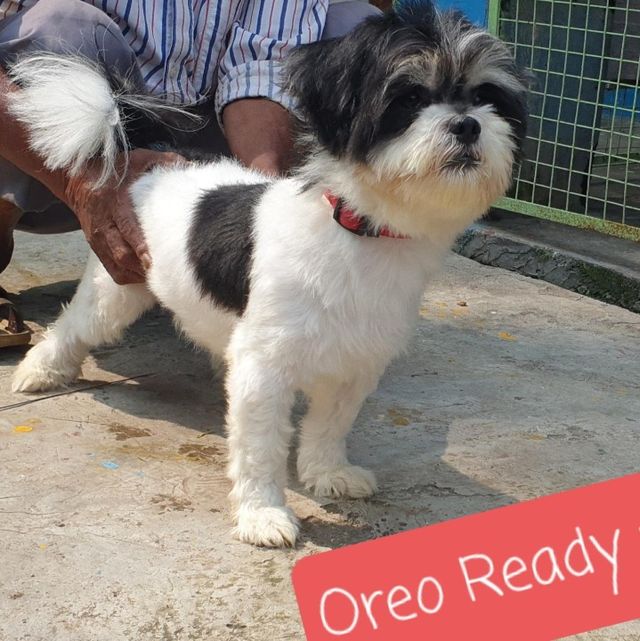 Pet Grooming in Burdwan Road, Siliguri Dog Grooming Siliguri