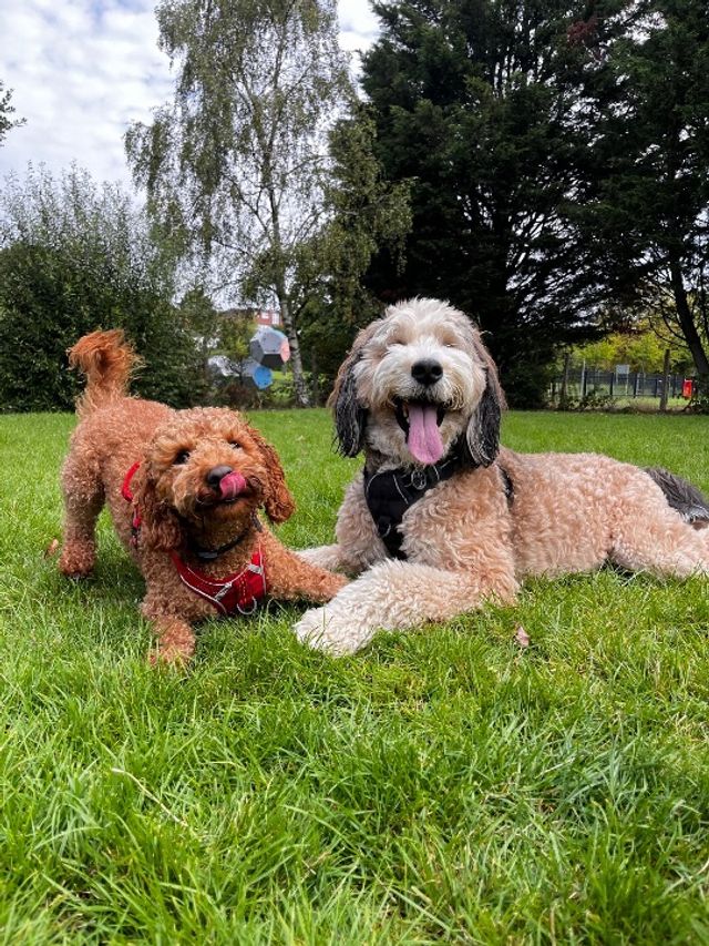 Pet Daycare in Central London , Greater London PetStop London Daycare