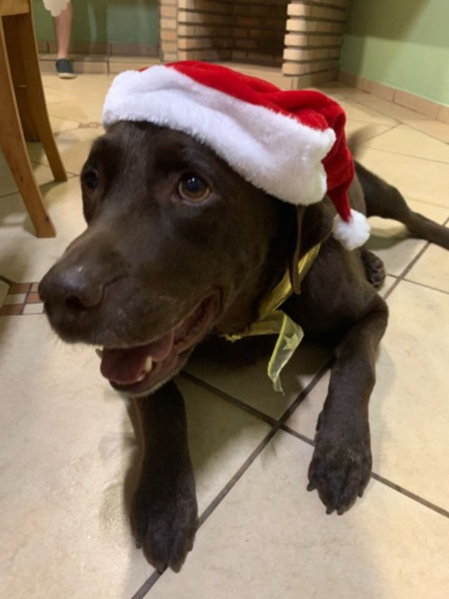 Pet Hotel Home Pet Boarding in Singapore, Queenstown Queenstown Pet