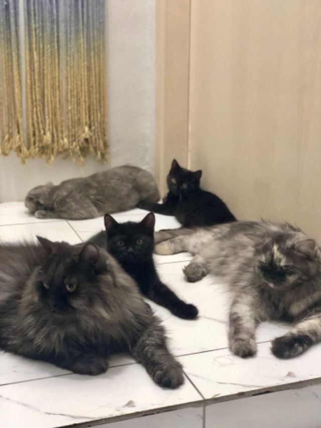 Pet Sitter in Angeles city, Angeles Angeles City Cat Sitting