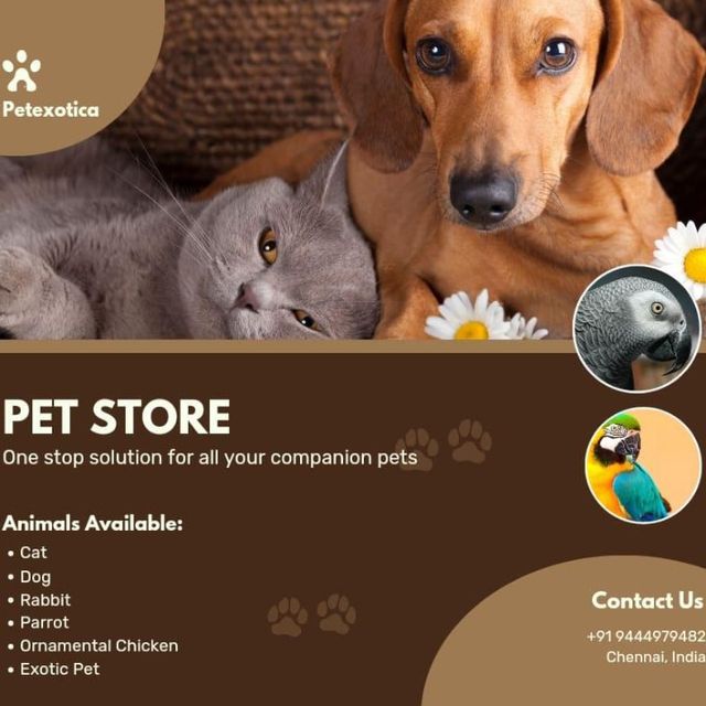 Pet Hotel Home Pet Boarding in Kolathur, Korattur, Chennai