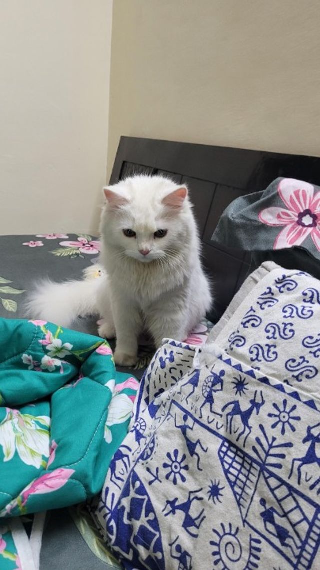 Pet Hotel Home Pet Boarding in Suncity, Gurgaon, se, Gurugram