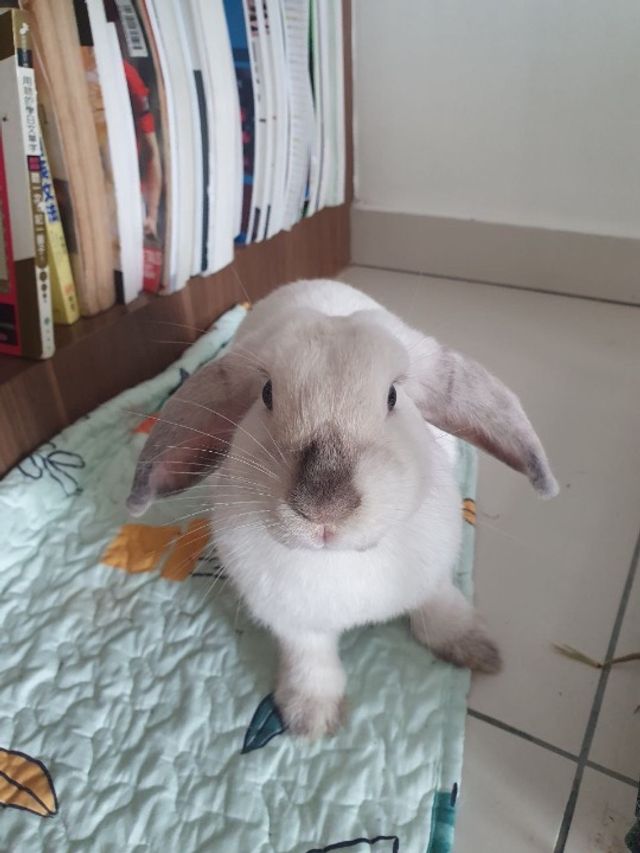 Pet Hotel Home Pet Boarding in Puchong, Kinrara, Puchong Binky