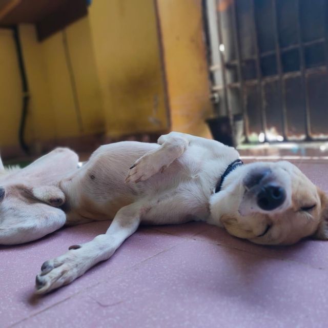 Pet Hotel Home Pet Boarding in Chennai, Sholinganal, Chennai Scooby's Pet Care Haven