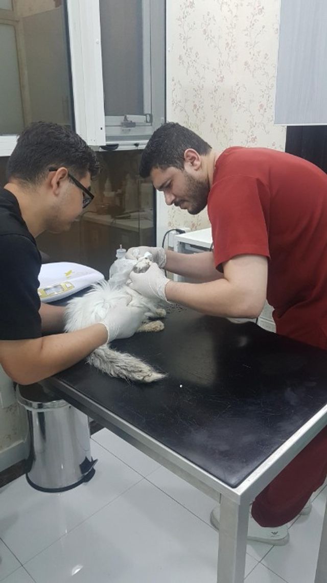 Pet Grooming in Dubai Groomburg At Doorstep PetBacker Dubai