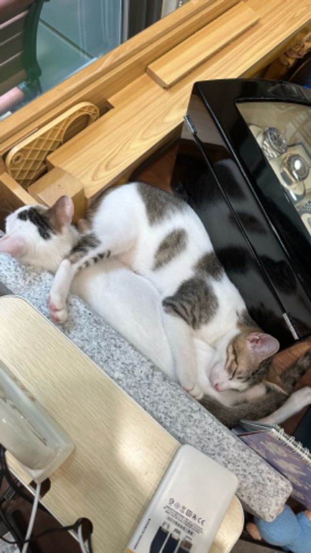 Pet Boarding in Irvine, Irvine T&cc Irvine/UCI PetBacker Home Pet Hotel