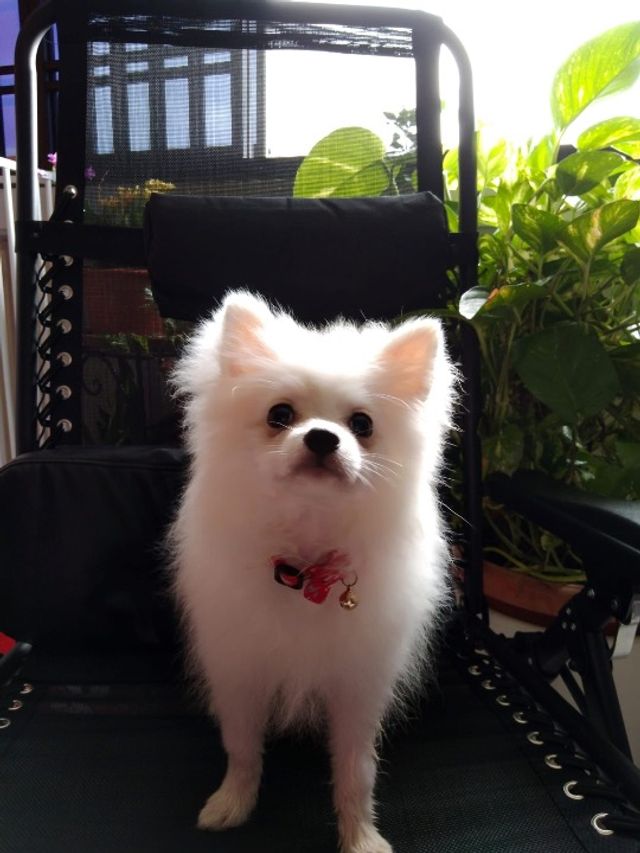 Pet Hotel Home Pet Boarding in Geylang, Paya Lebar , Geylang Creamy’s