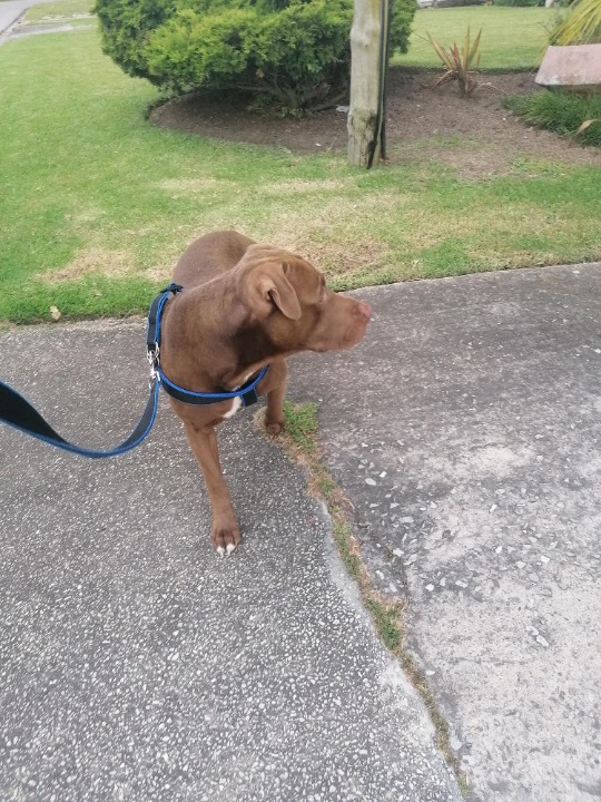 Happy Canine Dog Walking George PetBacker Western Cape