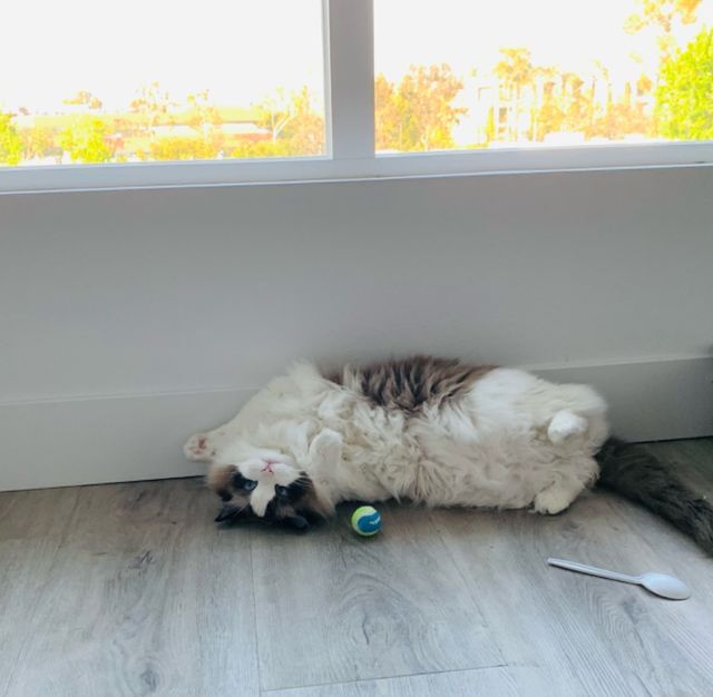 Pet Boarding in Orange County, Irvin, Irvine Orange County Celine Cat Boarding PetBacker