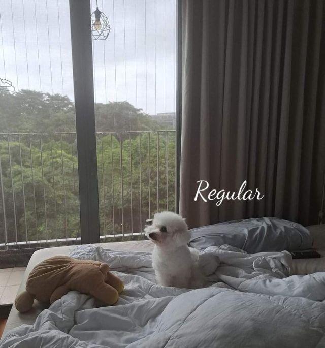 Pet Hotel Home Pet Boarding in Yishun , Yishun Happytails Staycation