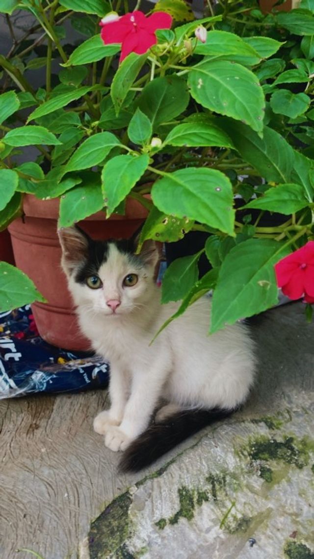 Pet Hotel Home Pet Boarding in st cross, Bengaluru Friendly Pet Home