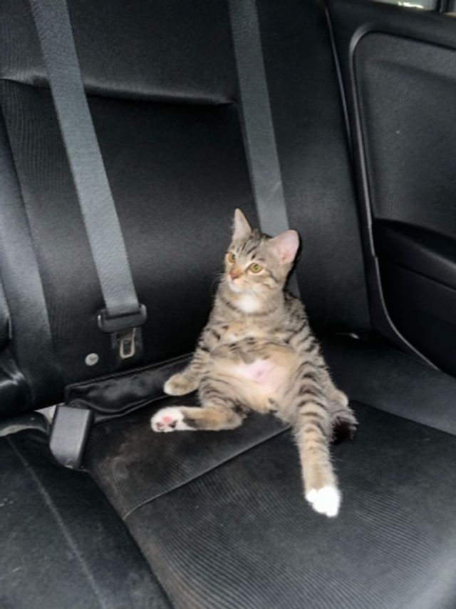 Pet Taxi Transport in Rm2040 ( SG BESI AR, Johor Bahru Eya’s Visit