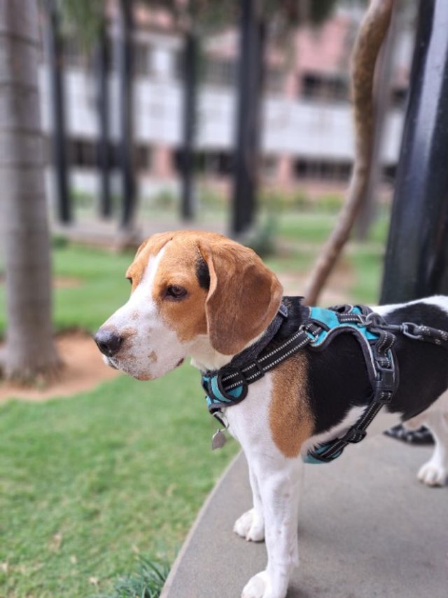 Veterinarian in Bengaluru Petabode Animal Telepathy